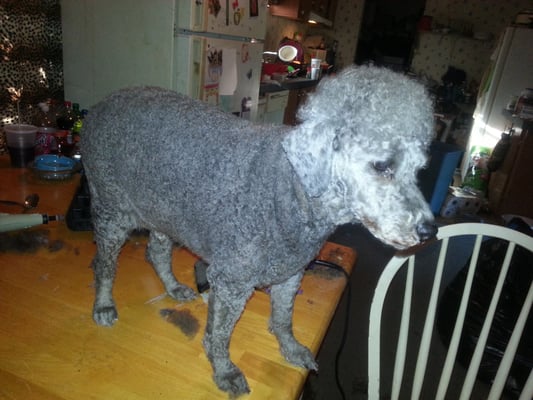 Caitybugs Mobile Grooming