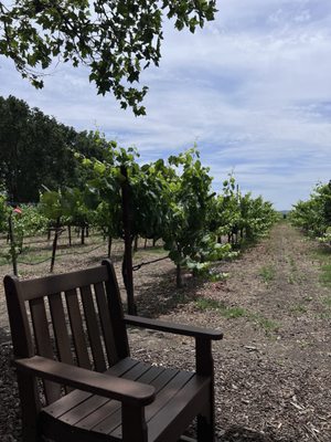 Saddleback Cellars by null