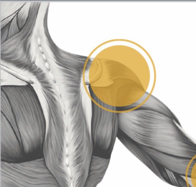 Back and Bodyworks Logo