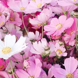 Four Sisters Farm - Four sisters farm cosmos. Beautiful!