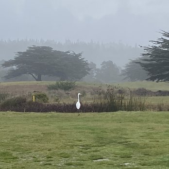 Sea Ranch Golf Links - The crane - Golf Near Me - Sea Ranch, California