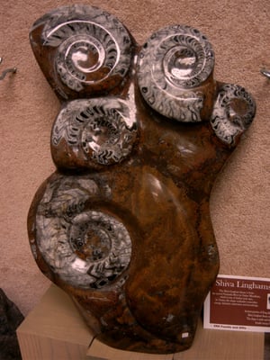 ZRS Fossils & Gifts by null
