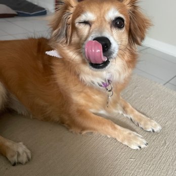 Groomer On The Go - Lucy sends a wink & a kiss - Pet Groomers Near Me Groomer On The Go - Lucy sends a wink & a kiss - Pet Groomers Near Me