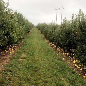 Stepp's Hillcrest Orchard - Pick Your Own Farms Near Me - Hendersonville, North Carolina Stepp's Hillcrest Orchard - Pick Your Own Farms Near Me - Hendersonville, North Carolina