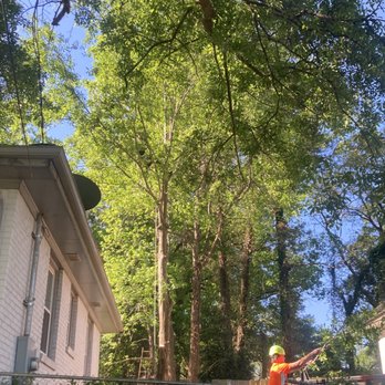 Saddletree - tree causing foundation damage needed to be taken down - Tree Services Near Me Saddletree - tree causing foundation damage needed to be taken down - Tree Services Near Me