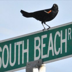 Port Washington South Beach