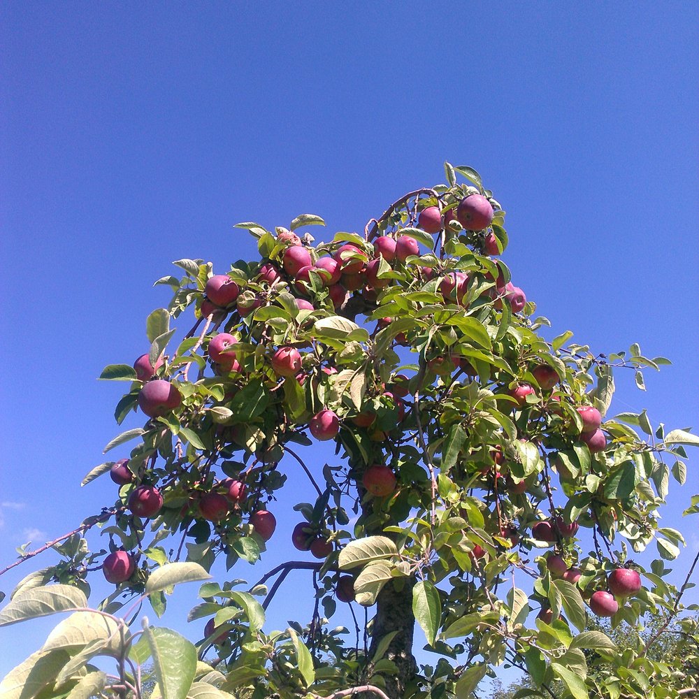 Apple Dave’s Orchards - Fruits & Veggies Near Me - Warwick, New York