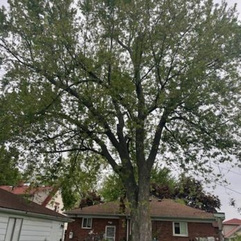 Emerald Cuts Tree Service - Maple Removal before - Tree Services Near Me Emerald Cuts Tree Service - Maple Removal before - Tree Services Near Me
