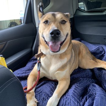 Aloha Affordable Veterinary Services - His dewclaw (on his right front foot) tearing off after a hiking accident. - Veterinarians Near Me - Aiea, Hawaii Aloha Affordable Veterinary Services - His dewclaw (on his right front foot) tearing off after a hiking accident. - Veterinarians Near Me - Aiea, Hawaii