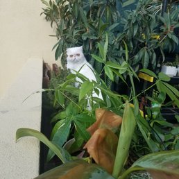 Our cat loves his new patio oasis from Armstrongs large selection. His favorite is the flowers and hiding behind the trees and lavender.