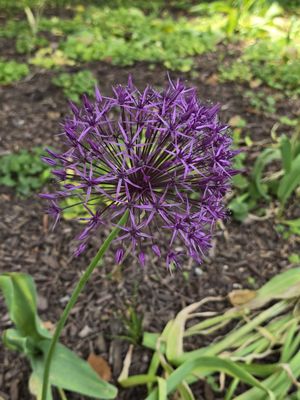 Sherwood Gardens by null
