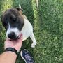 Save The Pets Resort & Doggy Daycare