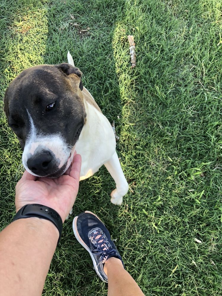 Save The Pets Resort & Doggy Daycare - pet boarding facility in Dallas, TX