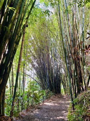 Garden of Eden Arboretum by null