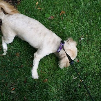 Here to Help Lawn Mowing - a small white dog on a leash - Landscaping Near Me - Springfield, Missouri