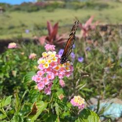 Holistic Learning Center of Maui