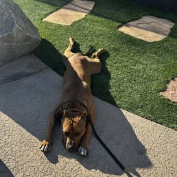 Sploot mode activated after a great run! Sploot mode activated after a great run!