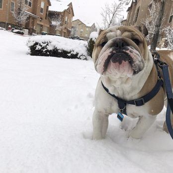 Mythic Bulldogs - Pet Breeders Near Me Mythic Bulldogs - Pet Breeders Near Me