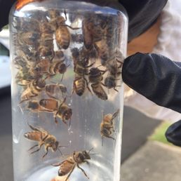 Max showing the neighbors the queen bee. Max showing the neighbors the queen bee.