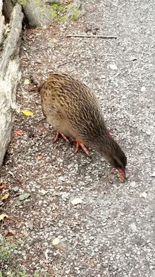 Kiwi Park Queenstown by null