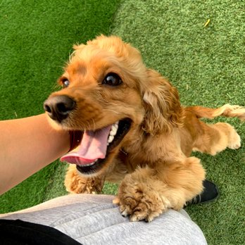Lolo's Pet Services - Honey and I love to go to her local dog park while her mom and dad enjoy their day out. - Pet Sitting Near Me Lolo's Pet Services - Honey and I love to go to her local dog park while her mom and dad enjoy their day out. - Pet Sitting Near Me
