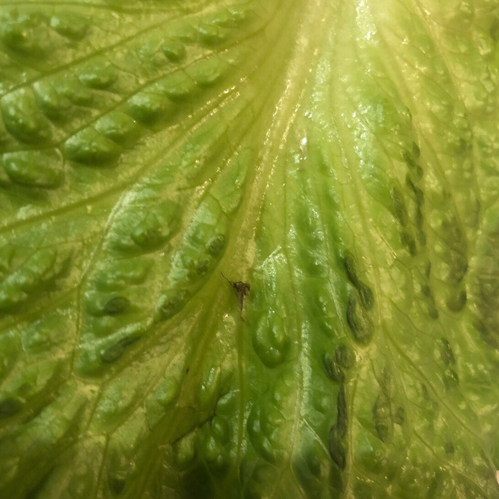 Chick-fil-A - Lettuce has a bug on it. - Fast Food Near Me - Irvine, California Chick-fil-A - Lettuce has a bug on it. - Fast Food Near Me - Irvine, California