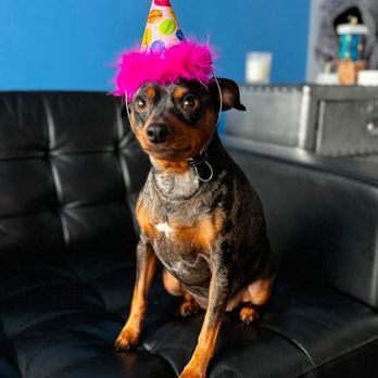 Highlands Animal Care - Two paws up! - Veterinarians Near Me - Henderson, Nevada Highlands Animal Care - Two paws up! - Veterinarians Near Me - Henderson, Nevada