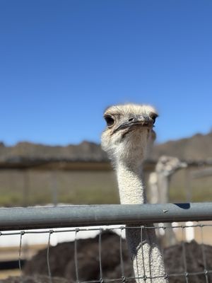 Rooster Cogburn Ostrich Ranch by null