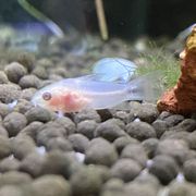 GOLDEN GUPPY AQUARIUM - Updated January 2026 - 180 Photos & 66