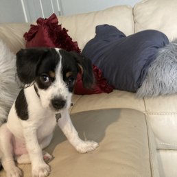 I know he's not a Bichon, but I adopted this precious pup from this group. He has my heart. I know he's not a Bichon, but I adopted this precious pup from this group. He has my heart.