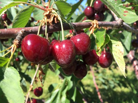 Apple Barrel Orchards by null