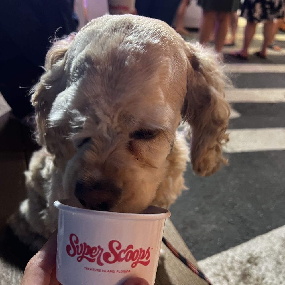 Pup cup Pup cup
