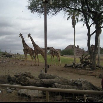 Phoenix Zoo - Zoos Near Me - Phoenix, Arizona