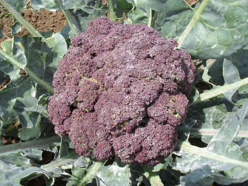 Food from Burnell Farms