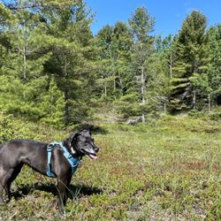 Point Beach State Forest