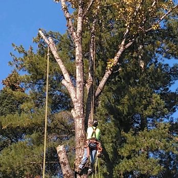 Northern Lakes Tree Service - Tree Services Near Me - Priest River, Idaho Northern Lakes Tree Service - Tree Services Near Me - Priest River, Idaho