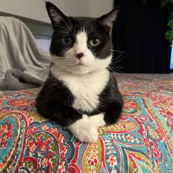 Brighton Veterinary Hospital - Vivienne approves of this message.