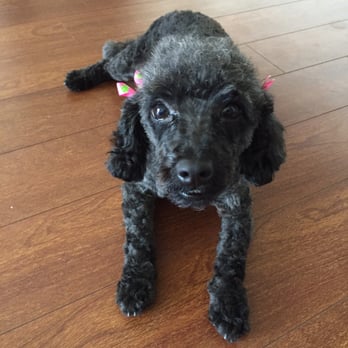 Doogi Grooming Truck - Very happy with Doggi grooming truck service! - Pet Groomers Near Me - Miami, Florida Doogi Grooming Truck - Very happy with Doggi grooming truck service! - Pet Groomers Near Me - Miami, Florida