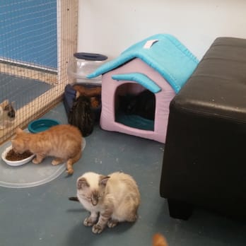 Little Mews Rescue - Animal Shelters Near Me - Adrian, Michigan Little Mews Rescue - Animal Shelters Near Me - Adrian, Michigan
