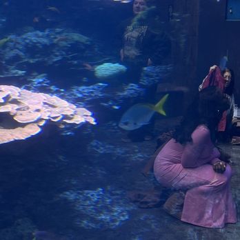 Georgia Aquarium - Love this pic I captured of my bestie. Don't mind the human fish invading LOL - Aquariums Near Me - Atlanta, Georgia Georgia Aquarium - Love this pic I captured of my bestie. Don't mind the human fish invading LOL - Aquariums Near Me - Atlanta, Georgia