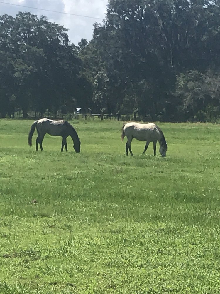 Tomar Stables - equestrian in Thonotosassa, FL