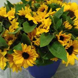 2.5 gallon bucket of Sunflowers 2.5 gallon bucket of Sunflowers
