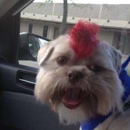 Ducky and his red Mohawk! Ducky and his red Mohawk!