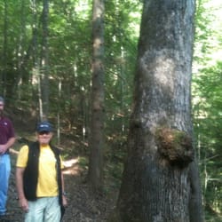 Lilley Cornett Woods - Hemlock that is 2" shy of state record.
