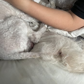 Pets on the Point - Pet Groomers Near Me - Glebe, NSW
