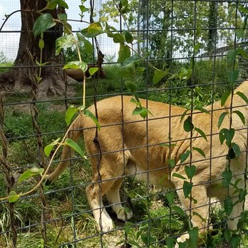 National Tiger Sanctuary - Community Service/Non-Profit Near Me - Saddlebrooke, Missouri