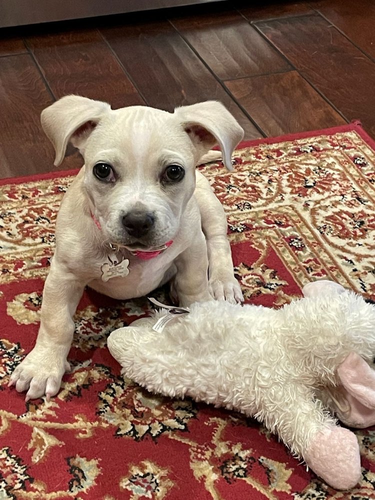 HUMANE SOCIETY OF SOUTH MISSISSIPPI Updated August 2024 13 Reviews