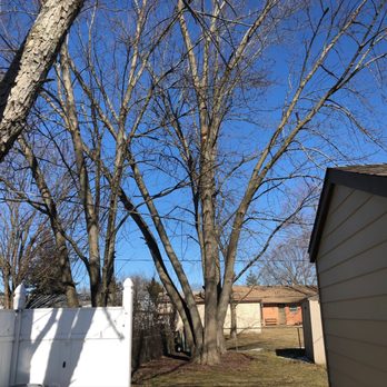 County Tree Service - Trees - Tree Services Near Me - Stickney, Illinois County Tree Service - Trees - Tree Services Near Me - Stickney, Illinois