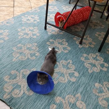 The Dancing Cat - Cats - Pet Adoption Near Me - San Jose, California