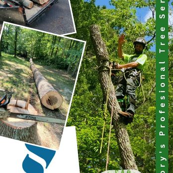 Sweet Carolina Tree Care - Tree Services Near Me - Hickory, North Carolina Sweet Carolina Tree Care - Tree Services Near Me - Hickory, North Carolina